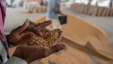 گندم کی پیداوار