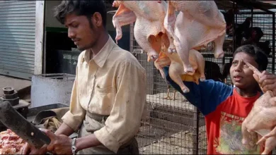Chicken 1