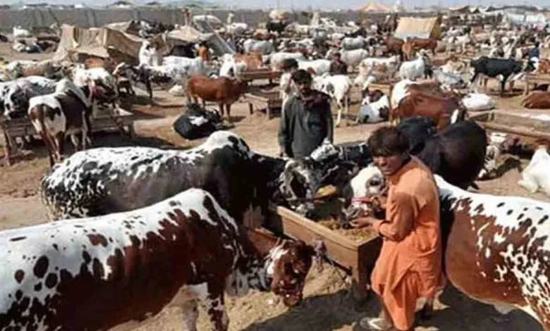 ملتان:مویشیوں کا تاجر لوٹ لیا گیا،1 کروڑ 90 لاکھ ڈاکو لے گئے 1 ملتان:مویشیوں کا تاجر لوٹ لیا گیا،1 کروڑ 90 لاکھ ڈاکو لے گئے
