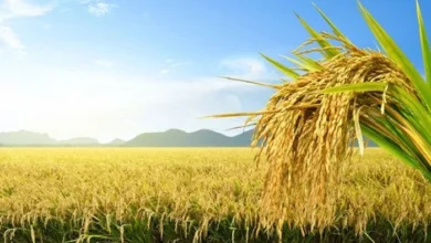 کسان اور زراعت