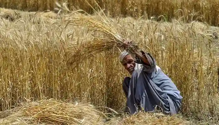 پنجاب: کسان ترقیاتی فنڈ 20 ارب سے زائد رقم روکے جانے کا انکشاف 1 387113 1700548 updates