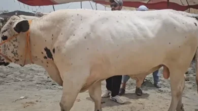 لاہور: مویشی منڈیوں سہولیات غائب