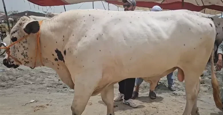 عیدالاضحی کی آمد، مویشی منڈیوں کا قیام 1 لاہور: مویشی منڈیوں سہولیات غائب