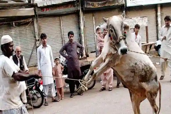 قربانی کا دوسرا دن،سنت ابراہیمی پر عمل جاری 1 قربانی کا دوسرا دن