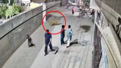 بغیر لائسنس 13 شیر برآمد،