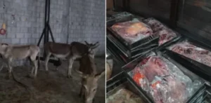 بٹگرام: گدھے کا گوشت فروخت، 2 افراد گرفتار 2 گدھے کا گوشت