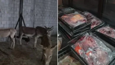 گدھے کا گوشت