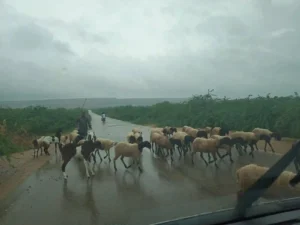 تھرپارکر کی سیر – پارٹ 4 6 کی