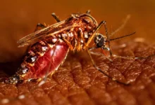 راولپنڈی: ڈینگی کے وار جاری ،34 نئے کیسز 19 راولپنڈی ڈینگی