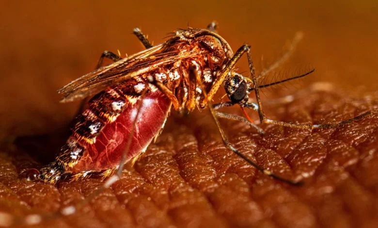 راولپنڈی: ڈینگی کے وار جاری ،34 نئے کیسز 1 راولپنڈی ڈینگی