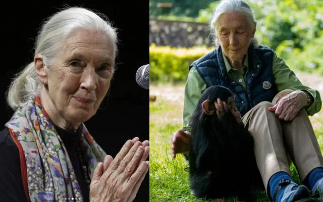 حیوانی بقا کی علمبردار جین گوڈال 91 برس کی عمر میں چل بسیں 1 جین گوڈال