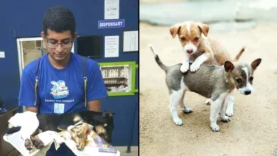 کتے نے 7 کتوں کی جان بچا لی